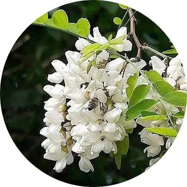 Flor de la acacia
