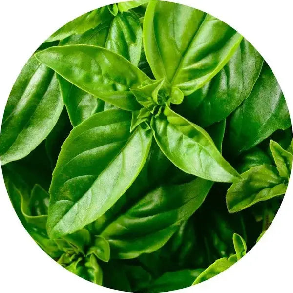 Albahaca