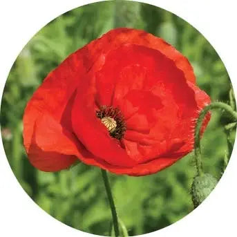 Amapola roja