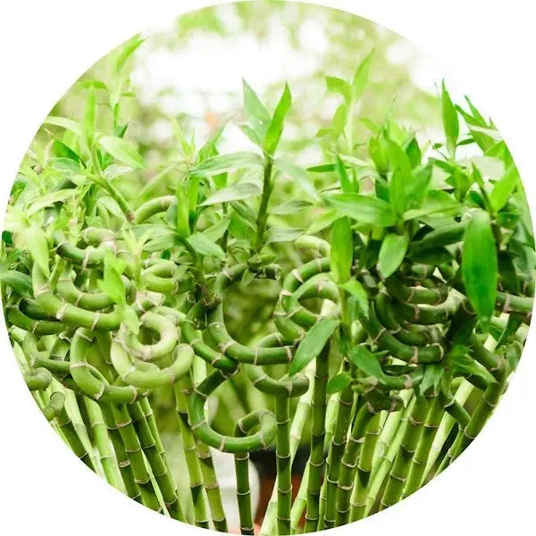 Bambú