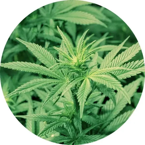 Cannabis