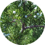 Cedro