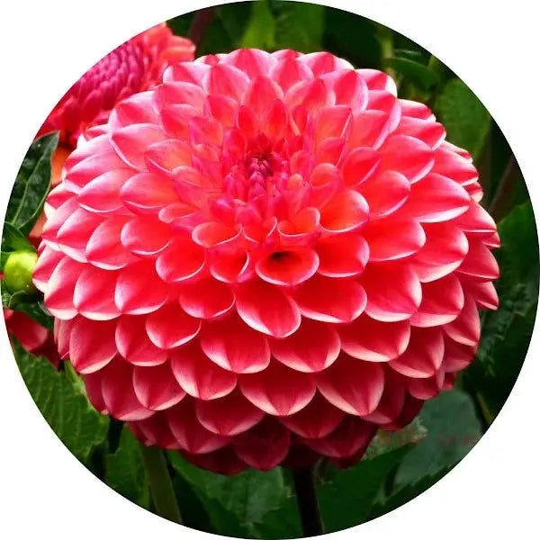 Dalia
