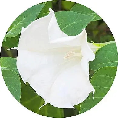 Datura