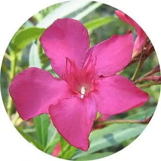 Flor de la adelfa
