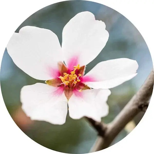 Flor del almendro
