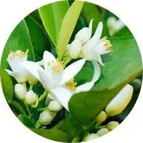 Flor de azahar de naranjo