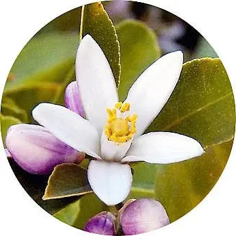 Flor de azahar del limonero
