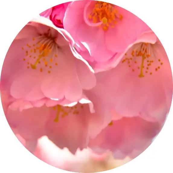 Flor de cerezo