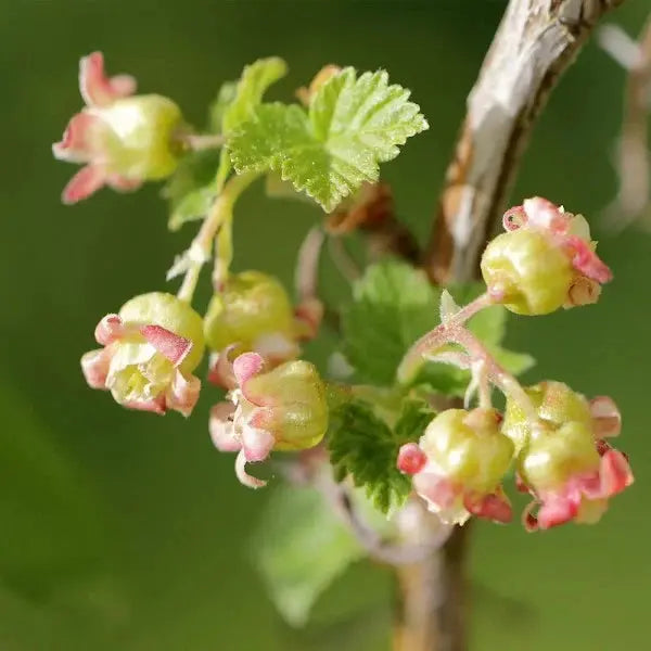 Flor de grosellero rojo