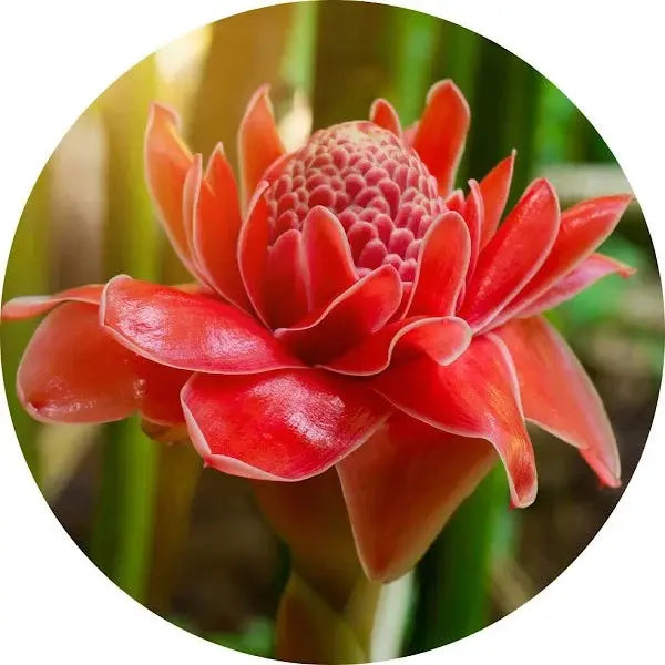 Flor de jengibre