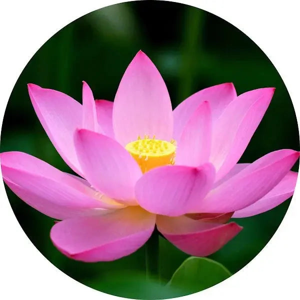 Flor de loto