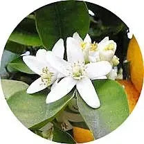 Flor de mandarino
