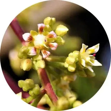 Flor del mango