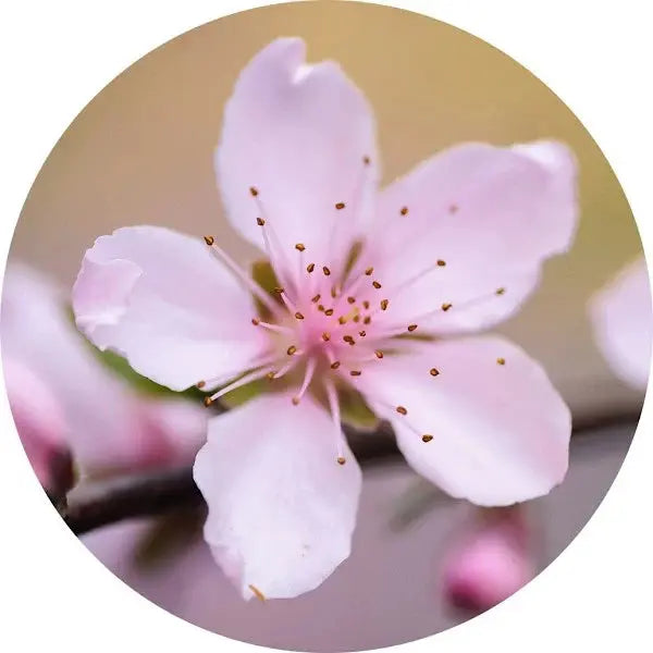 Flor de melocotonero