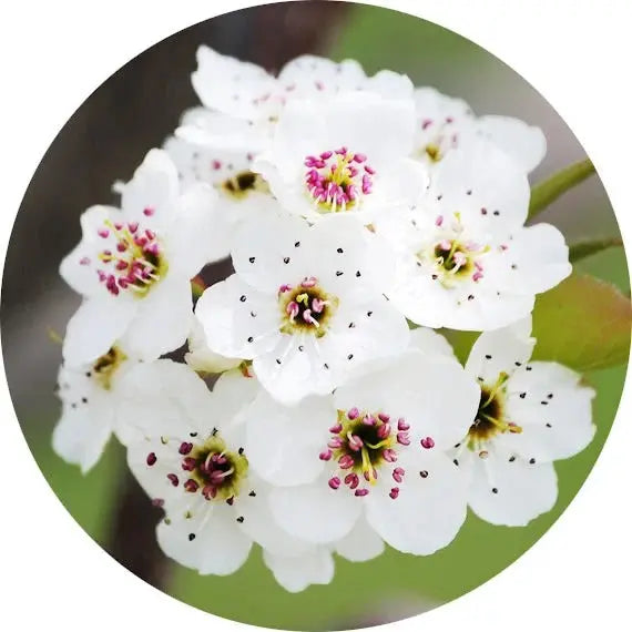 Flor de peral