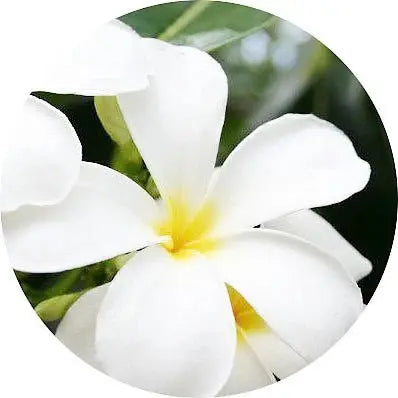 Flor de tiaré