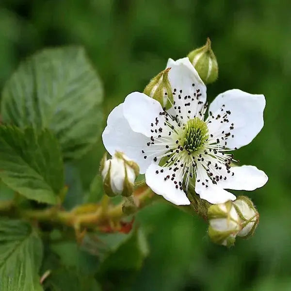 Flor de la zarzamora