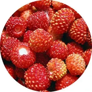 Fresa salvaje