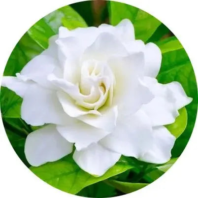 Gardenia