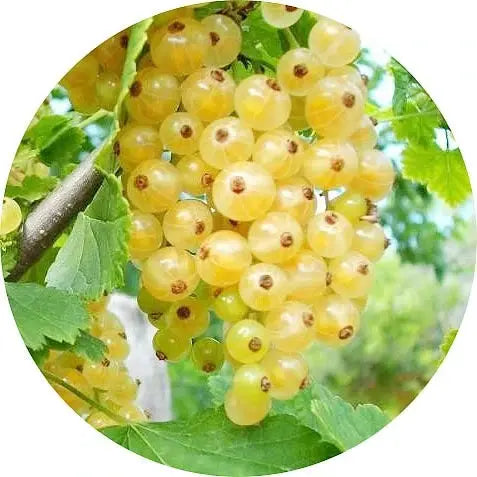 Grosella blanca