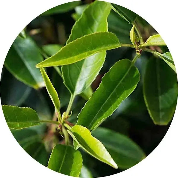 Hoja de laurel