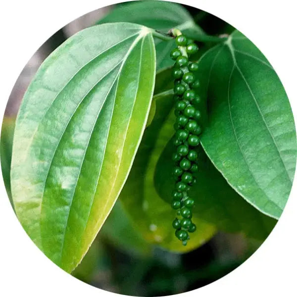 Hoja de pimiento