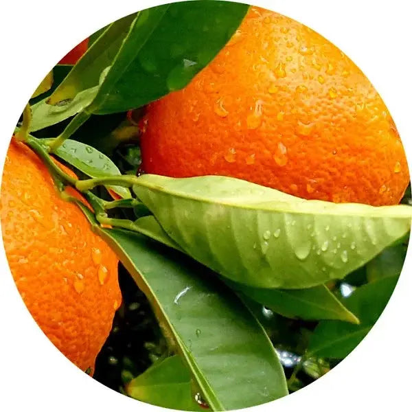 Hojas de naranja