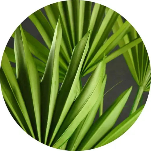 Hojas de palmera