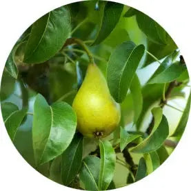 Hojas del peral