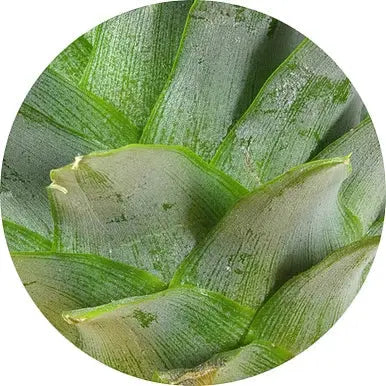 Hojas de piña