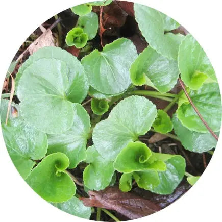 Hojas de violeta