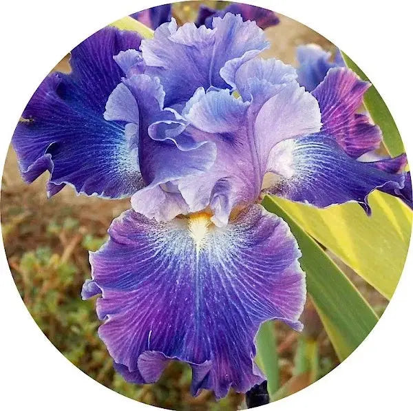 Perfumes de iris