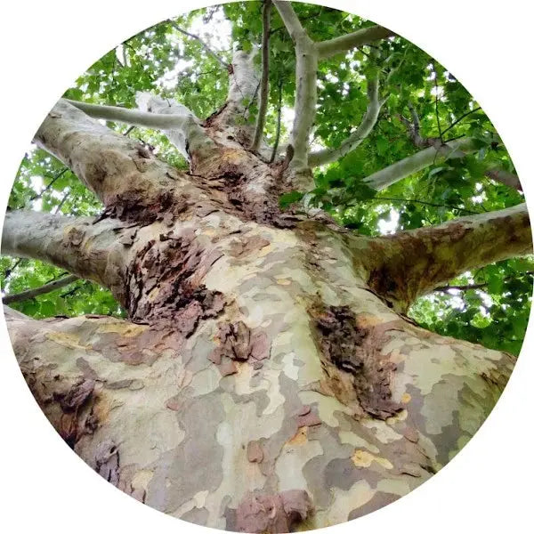 Madera de sicómoro