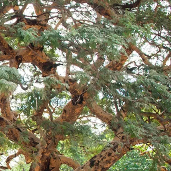 Madera de thanaka