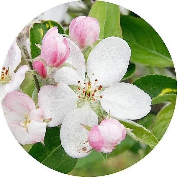 Manzano en flor