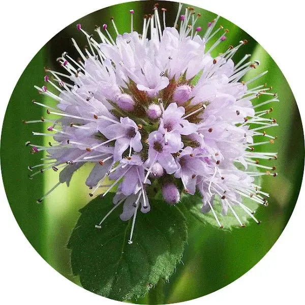 Menta acuática
