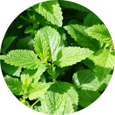 Menta