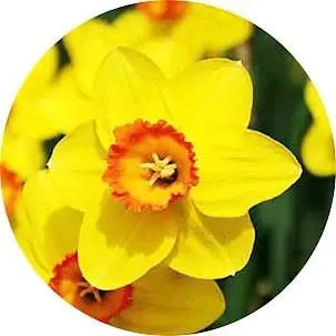 Narciso