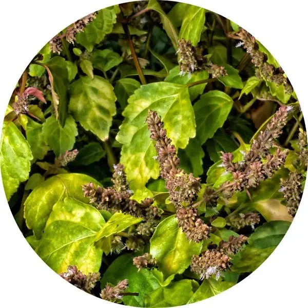 Pachulí