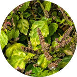 Pachulí