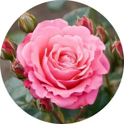 Perfumes de rosas