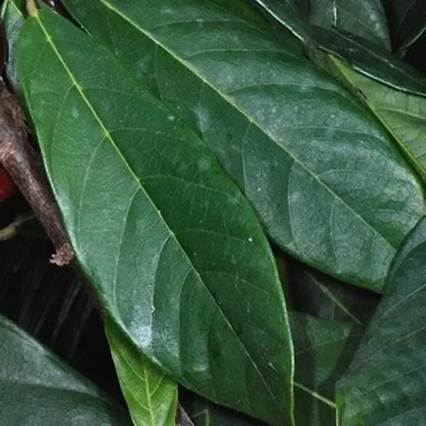 Vaina de cacao