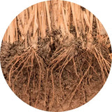 Vetiver