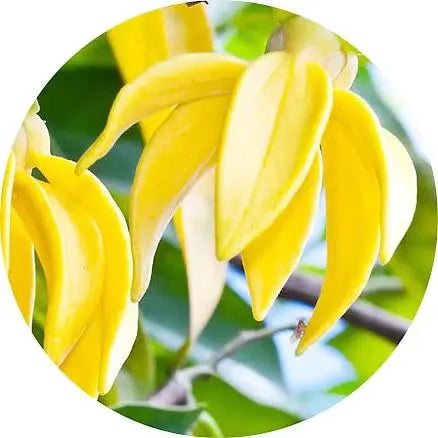 Perfumes floral amarillo