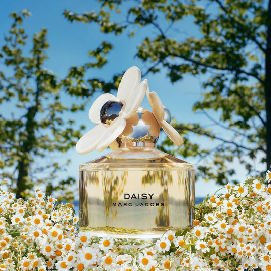 Daisy - Aromática CR