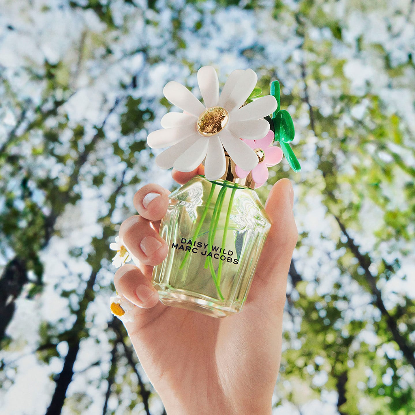 Daisy Wild - Aromática CR